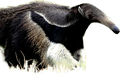 anteater